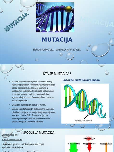 Schema: transpozicija, modifikacija, mutacija santykiai daryboje