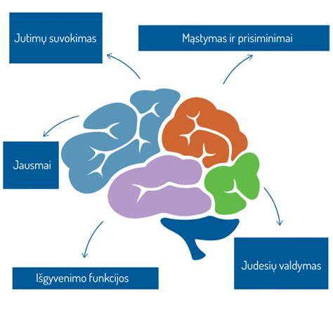 Infografika: smegenų struktūrų išdėstymas ir funkcijos