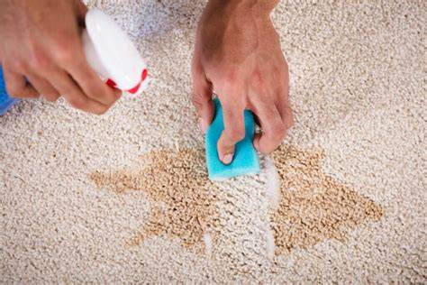 Infografika: kaip išvalyti šlapimo dėmes ant parketo ir kilimų su fermentiniais valikliais