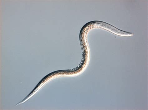 Biologinė kontrolė nematodais: Heterorhabditis bacteriophora ir Steinernema feltiae
