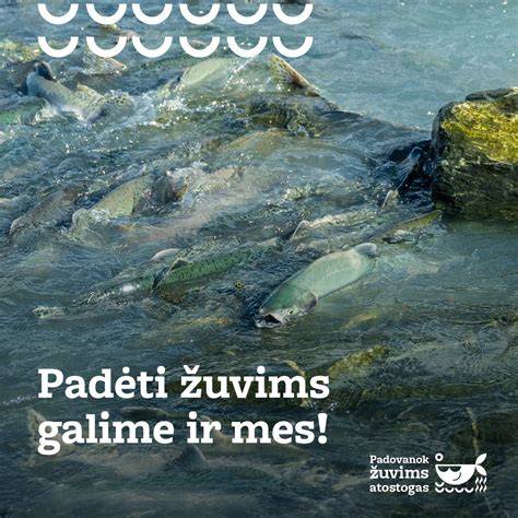 Infografika: Karpinių žuvų įvairovė ir poreikiai