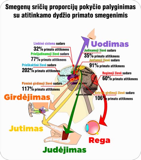 Infografika: silikonų tipų palyginimas ir taikymo sferos