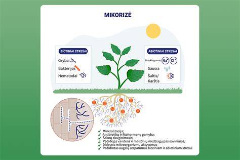 Dirvožemio struktūros ir mikroorganizmų įvairovės diagrama: rizosfera, endo- ir ectotrofinė mikorizė, humuso kūrimosi procesai