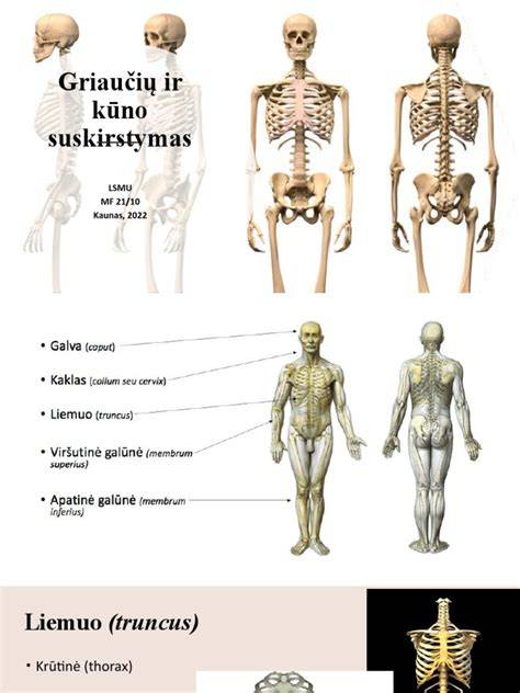Infografika: Daugiasluoksnio vamzdžio pavyzdinis skirstymas ir naudojimo sritis