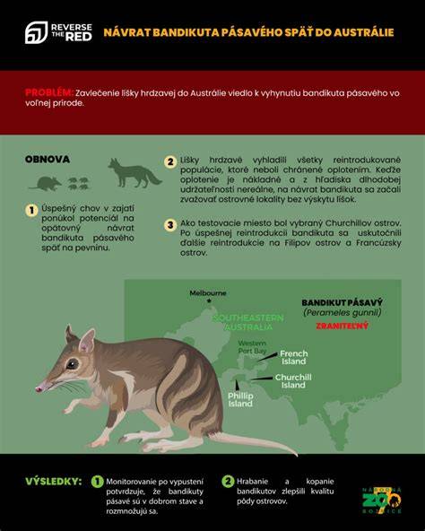 Infografika: Savaime išsilyginančių mišinių taikymo žingsniai