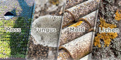 Palyginimas: Stop Fungi vs Kitchen & Bath Fresh vs Roof & Façade Elastic vs EasyPRO