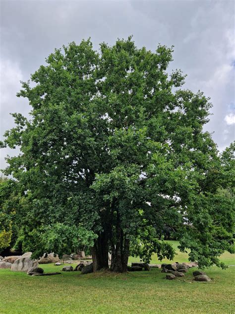 Bekotis ir Paprastasis ąžuolas - palyginamoji priemonė