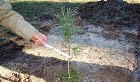Sėklinė plantacija ir klonai Stelmužiui įkvėpti