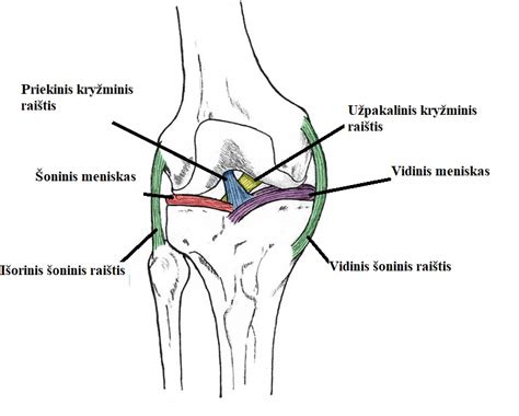 Schema, vaizduojanti nykščio sąnario anatomiją