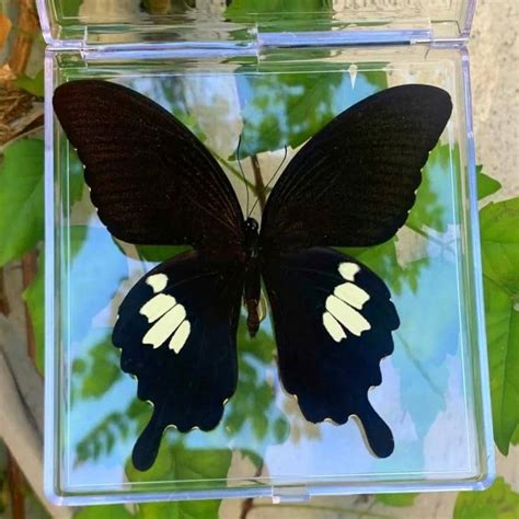 Betoninių vejų bortų pavyzdžiai: išskirtiniai matmenys ir spalvos