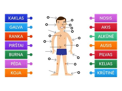 Infografika: pagrindiniai žmogaus proporcijų matmenys