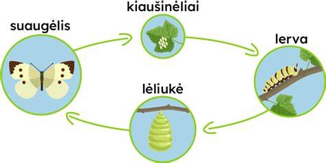 Diagrama: medienos kenkėjų vystymosi ciklas ir pažeidimų vietos
