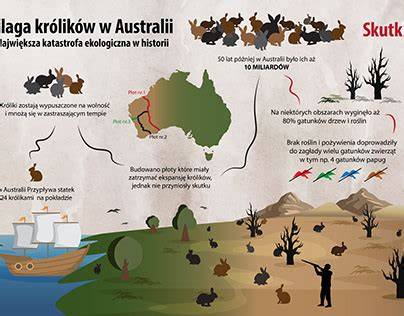 Termomedienos ilgaamžiškumas lauke infografika