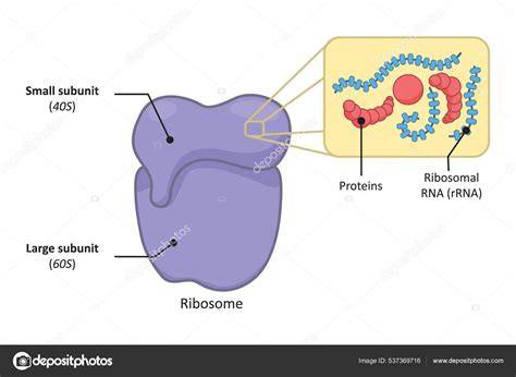 schema_tektonines_plokstes_ribos