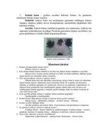 Infografika apie ketaus mikrostruktūrą: pilkas ketus, grafito dribsniai, grafito sferoidai