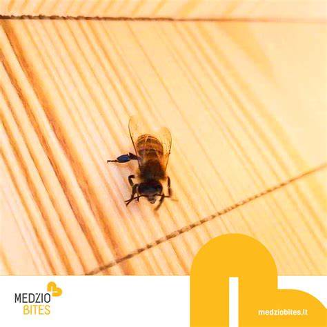 Grafikas: AB vs C klasės medienos kokybės kriterijai