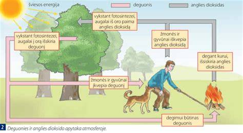 Schemos: klijų saugojimo ir naudojimo ciklas