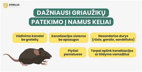 Infografika: Graužikų kelias į namus ir tinklalapio apsaugos taškai