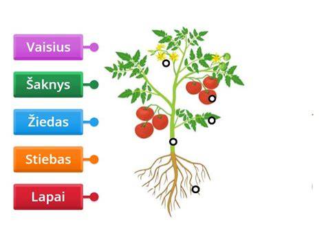 Diagram: Alkidinės dervos sudedamosios dalys