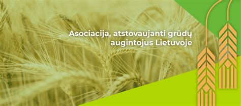 Infografika: Augancio medis - lapų, šaknų, stiebų ryšiai ir galimos stresinės priežastys