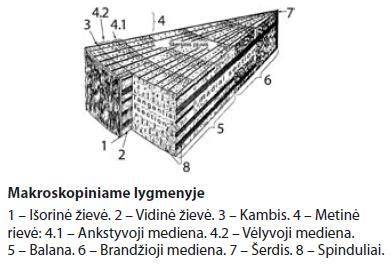 Medienos krovimo ir transportavimo schema