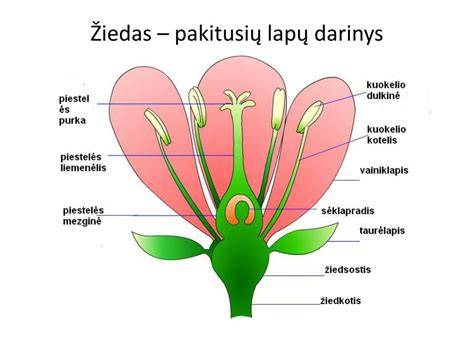 Infografika: plokščių sandara ir sudedamosios dalys