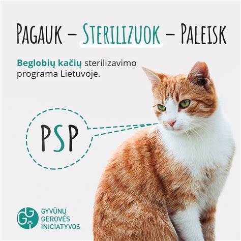 Infografika apie PSP programa: Pagauk-Sterilizuok-Paleisk - proceso žingsniai