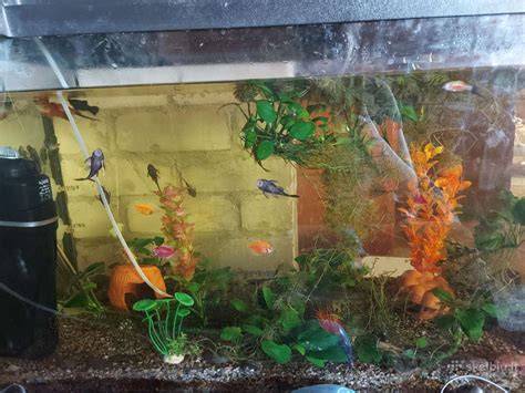 akvariumo fono pavyzdys su teminiais motyvais