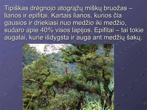 Infografika: Atogrąžų miškų svarba, biodiverzija ir klimato įtaka