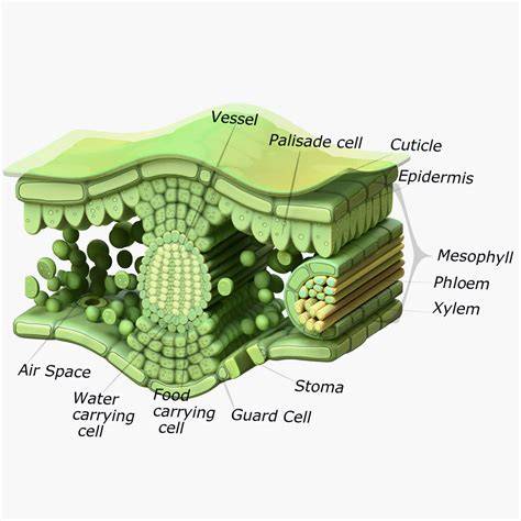 https://example.com/img/leaf_structure.png