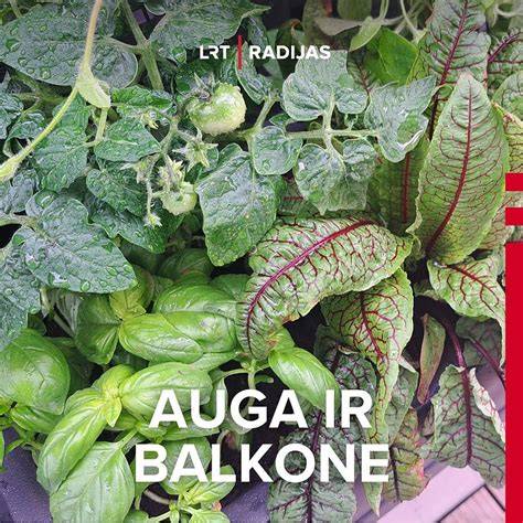 Infografika: hidroizoliacijos procesas balkone