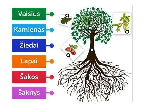 Infografika: pamatinės augalo dalys ir jų funkcijos