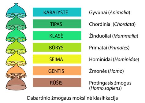 Infografika: medienos rūšių klasifikavimas, tankiai ir panaudojimas