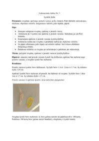 HYDROFORO BAKAI: dydžių palyginimas