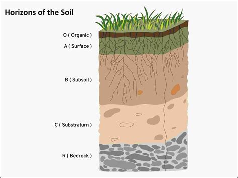 diagram of soil profile layers (A1, A2, B)
