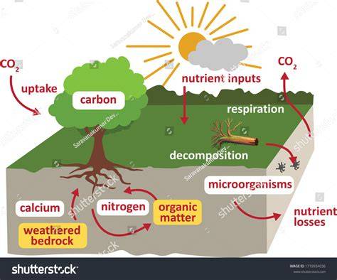 infographic on humus distribution and nutrient cycling