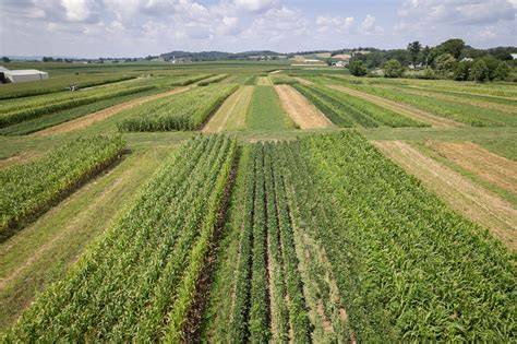 eco-farming field with crop rotation and livestock