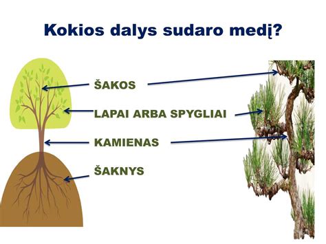 Medžio fragmento infografika: šaknys, kamienas, šakos, lapai - simbolika