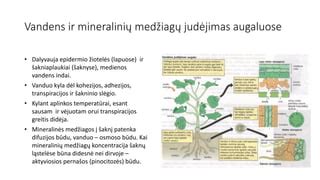 Infografika: Vandens judėjimas augaluose (ksilemas, kohesijos-tempimo mechanizmas, šaknų slėgis)