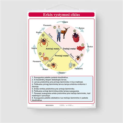 Infografika: Medžio kenkėjų vystymosi ciklas ir požymiai
