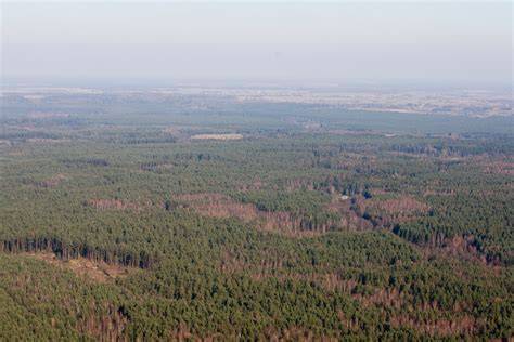 Miškų pramonės sektoriaus situacijos pranešimo pristatymas