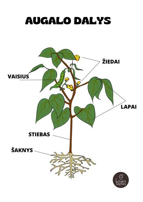 Infografika: biudeto dalys ir jų dalys