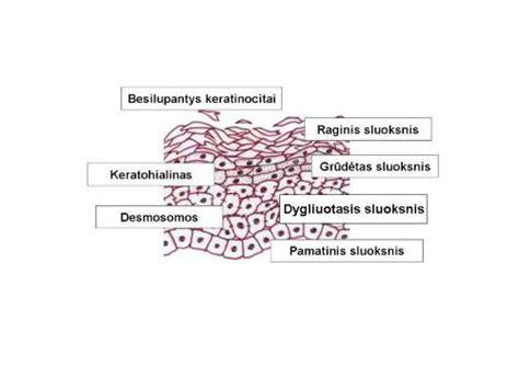 Infografika: epidermio ir dermos sluoksnių santykis