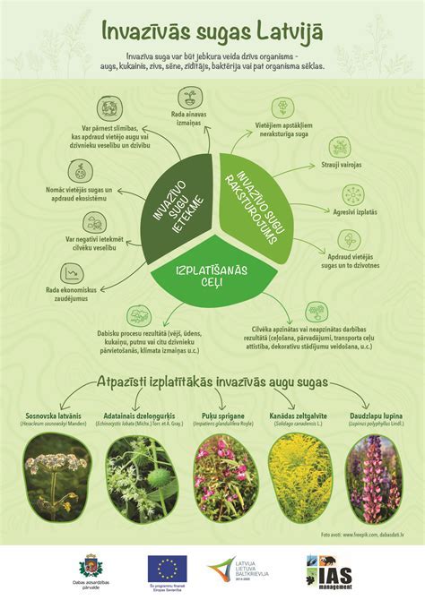 Infografika: kainodaros skalė vinilo grindims Lietuvoje