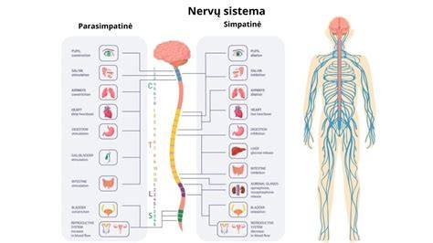 Infografika: kaip veikia gyvatuko sistema ir pagrindinės rizikos