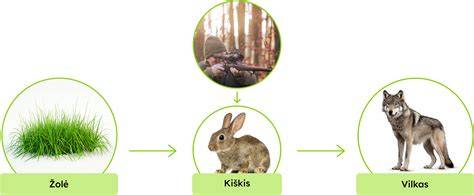 Infografika: Viščių mitybos etapų schema