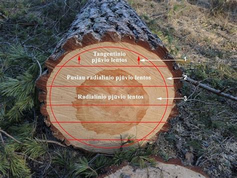 Sąlyginė kalibruotos, obliuotos ir graduotos medienos palyginimo diagrama