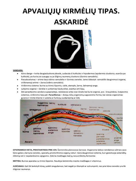 Infographic: Kirmėlių tipai ir jų infekcijos keliai