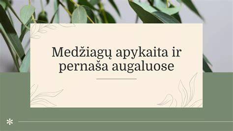 Geriausių medžiagų paletė ir medžiagų deriniai vazonų asortimente