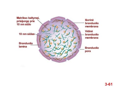 Infografika: fibrocementinių dailylentžių struktūra ir sandara